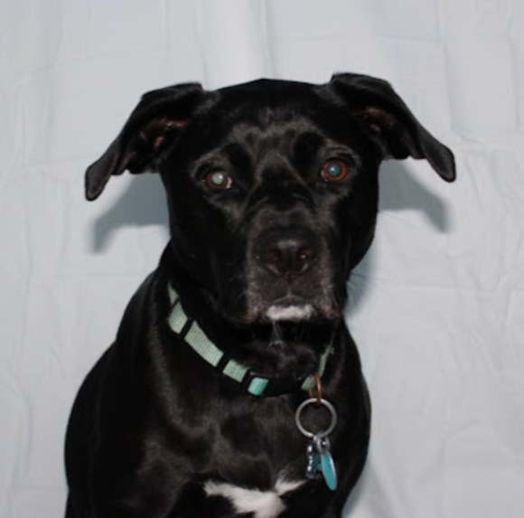 Meet your Posher, Sabrina - Picture 1 of 1